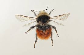 Image result for Bombus consobrinus