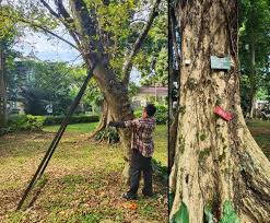 Image result for Pterocarpus indicus