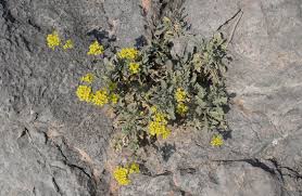 Image result for Aurinia