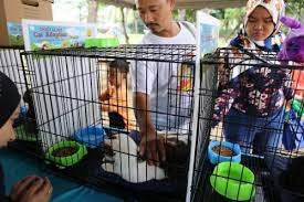 68,325 likes · 13,784 talking about this. Shah Alam Cat Adoption Diteruskan Kawal Populasi Kucing Terbiar Selangorkini