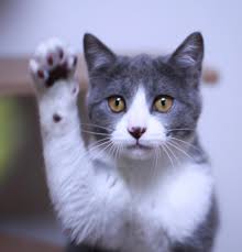 To Tell The Truth And Nothing But The Truth I Do Solemnly Swear To Tell The Truth The Whole Truth Nothing But The Truth Cat Memes Cats Funny Cat Memes