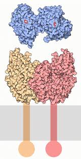 Image result for Transferrin