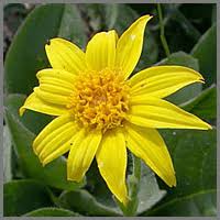 Image result for Menodora heterophylla