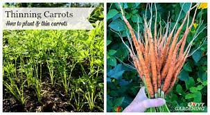 We did not find results for: Thinning Carrots How To Plant And Thin Carrot Seedlings