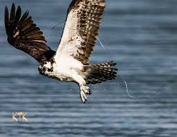 Apparently, birds can become entangled in fishing line and may be injured or die. Fishing Line A Threat To Osprey The Spokesman Review