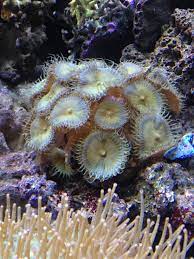 Ice Palys With White Lights Only Fish Pet Saltwater Aquarium Animals