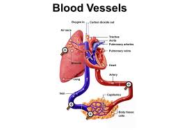 To print or download this file, click the link below: Wiring Diagram And Flowchart Simple Diagram Of Veins And Arteries