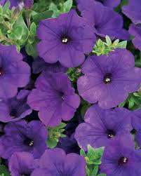 What are purple flowers called. 24 Purple Flowers To Brighten Your Garden Garden Design