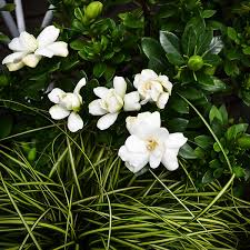 Check spelling or type a new query. Double Mint Gardenia For Sale Online The Tree Center