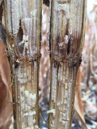 Maybe you would like to learn more about one of these? Stalk Rot Archives Badger Crop Doc