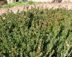 Image result for Craterispermum