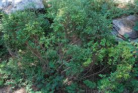 Image result for Phyllanthus paxii