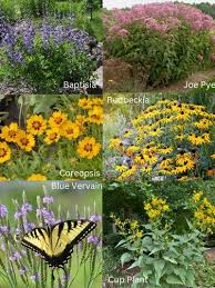 Image result for Cyphia mazoensis