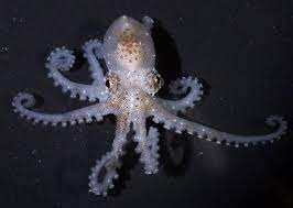 Pygmy Octopus Octopus Tiny Octopus Octopus Species