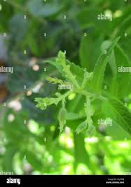 Image result for Hoslundia