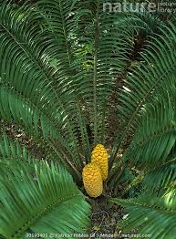 Image result for Encephalartos villosus