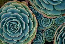 Chicken and hen plant flowers. Hens And Chickens Hens And Chicks Hen Chicken Succulents