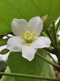 Image result for Vernicia montana