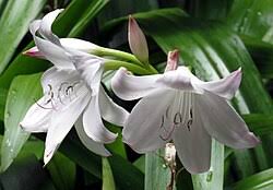 Image result for Crinum moorei