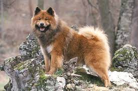 They are recongised by the eurasier club of canada for their dog and puppies. Eurasier Dog Breed Information American Kennel Club