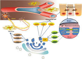 Check spelling or type a new query. Role Of The Golgi Apparatus In The Blood Brain Barrier Golgi Protection May Be A Targeted Therapy For Neurological Diseases Springerlink