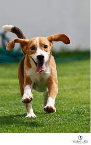 Get Ready Cuz Here I Come Beagle Puppy Happy Animals Hound Dog