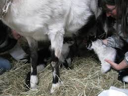 Goat Milk And Goat Kids Mother Earth News