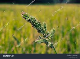 Image result for Echinochloa crus-pavonis