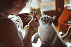 Read the full article here. The Human Foods That Are Poisonous For Cats