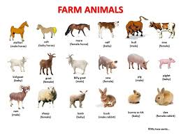 A hole in the ground where an animal such as a fox lives. Farm Animals Definition Examples Facts