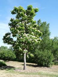 Image result for Catalpa