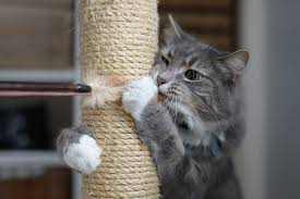 Why do cats start scratching furniture? Prevent Your Cat From Scratching Furniture