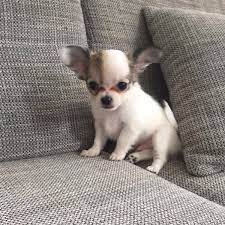 There are 824 chihuahua mini for sale on etsy, and they cost 13,02 $ on average. Kleinhunde Nrw Mini Chihuahua Publications Facebook