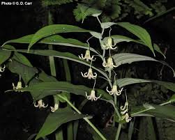 Image result for Jasminum streptopus