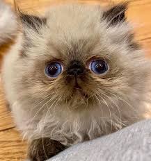 The pet himalayan kitten is a pet. Fergus My Sweet Himalayan Kitten Aww