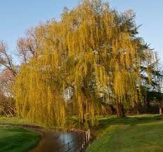 Image result for Salix babylonica