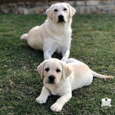 1 520 次赞 7 条评论 ʏᴇʟʟsw ʟᴀv sǫyᴀᴅ yellowlabsquad 在 instagram 发布 drum roll please las of the day co labrador labrador retriever yellow labrador