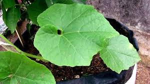 Check spelling or type a new query. Cucumber Leaves Turning Yellow Urbanorganicyield Com