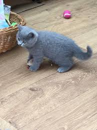 Advertise, sell, buy and rehome british shorthair cats and kittens with pets4homes. James British Shorthair Kitten For Sale In Wellington Florida Cat Bright Classifieds