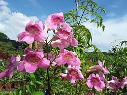 Image result for Podranea