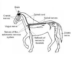 It includes a number of structures as seen in the diagram. The Anatomy And Physiology Of Animals Nervous System Worksheet Worksheet Answers Wikieducator