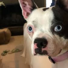 Cats dogs rabbits kittens puppies bunnies adopt central massachusetts ma mass. Adopt Dottie On Petfinder Dog Adoption Cute Dogs And Puppies Pet Adoption