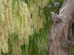 Image result for Melaleuca leucadendron
