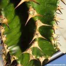 Image result for Exotheca abyssinica