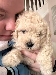 Hello I'm giving this group the privilege to help me NAME MY PUPPY! 😳🥴 I  have had her just over a week now and cannot settle