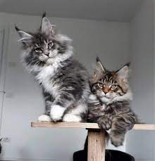 Pin On Maine Coon Cats