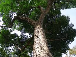 Manfaat daun binahong untuk kesehatan dan wajah. Pohon Angsana Morfologi Sebaran Manfaat Budidaya
