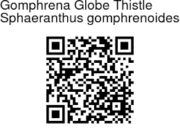 Image result for Sphaeranthus gomphrenoides