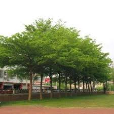 Image result for Terminalia neotaliala