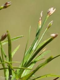 Image result for Isolepis fluitans